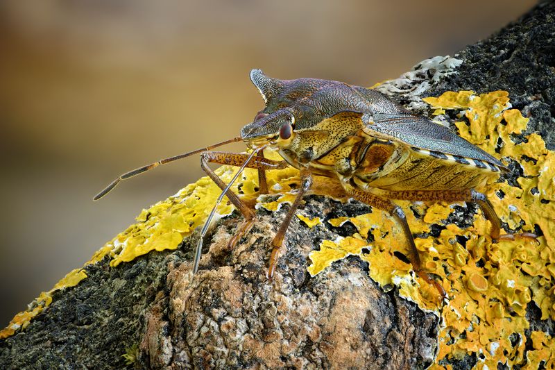 Dolycoris baccarumphoto preview