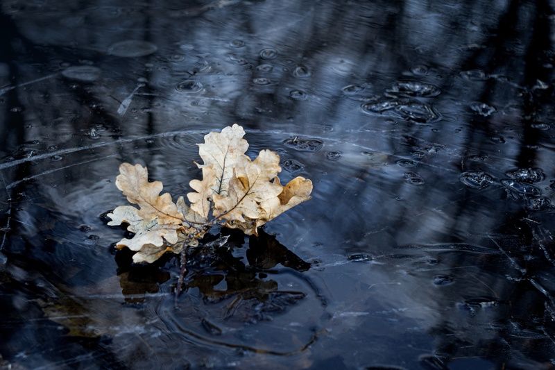 листья, лед, осень На льдуphoto preview