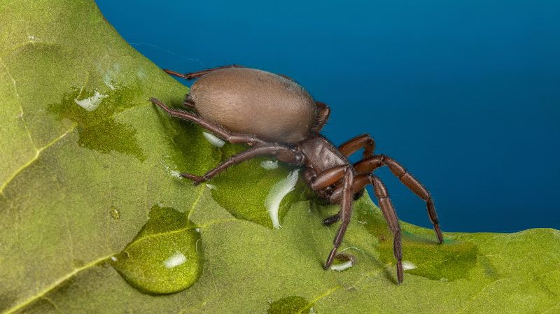 spider, паук photo preview