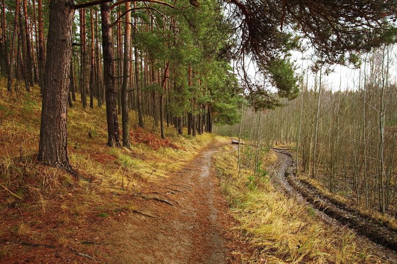 осень, лес, ноябрь, лучеса, беларусь Хмурый ноябрьphoto preview