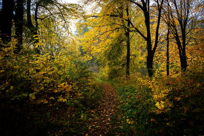 осень, озеро, пейзаж, природа Лесное озероphoto preview