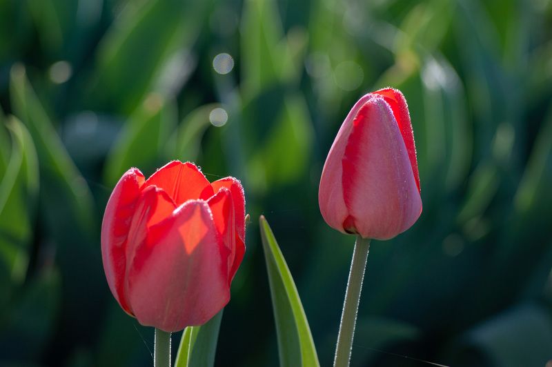 По утруphoto preview