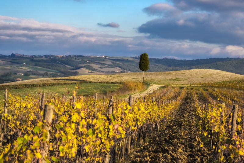 2024, осень, тоскана, туманные холмы тосканы, окрестности монтальчино Осенняя Тосканаphoto preview