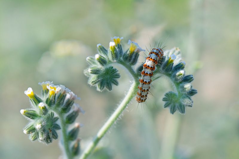 *** Летним утром на лугуphoto preview