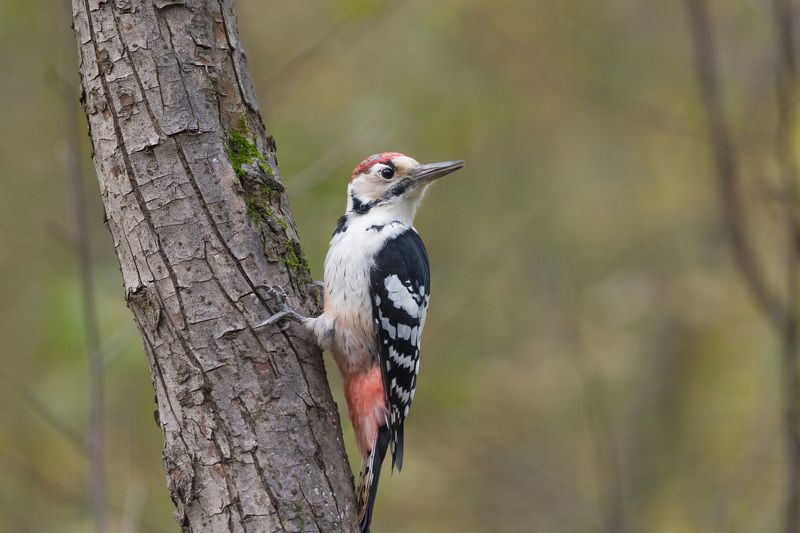 дятел, белоспинный дятел, птица, птицы, лес, бор, осень, новосибирск Белоспинныйphoto preview