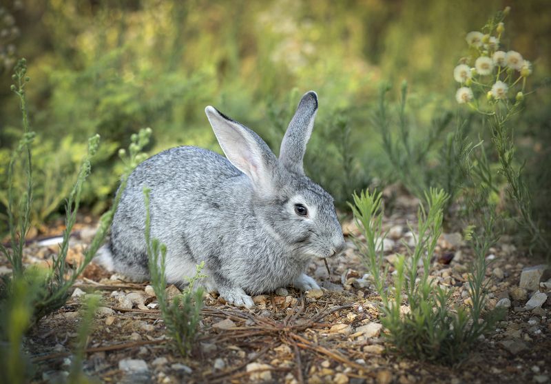 кролик ...не только ценный мех... фото превью
