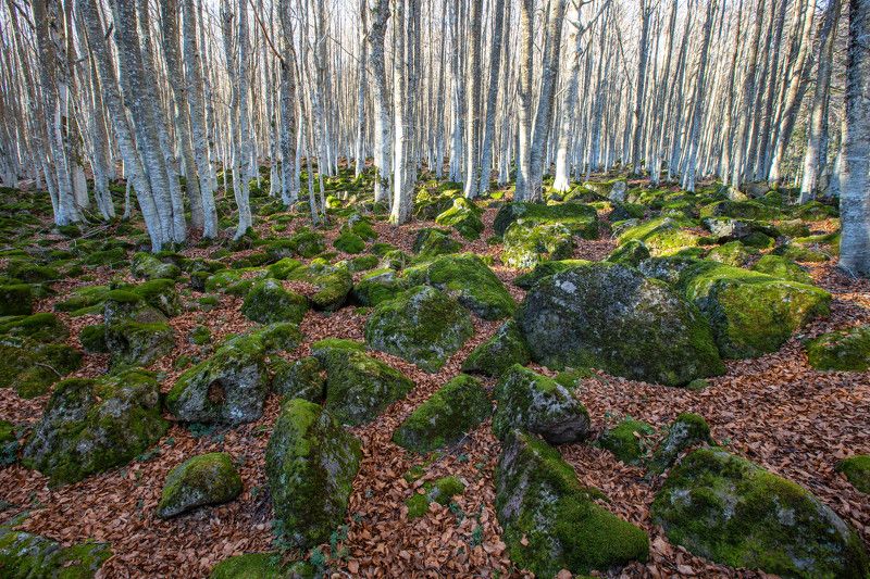 Осенний лесphoto preview