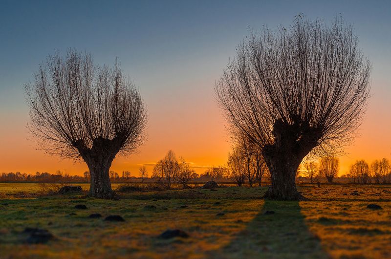 Wierzby żuławskiephoto preview