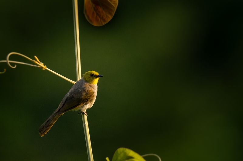 Yellow-throated Bulbulphoto preview