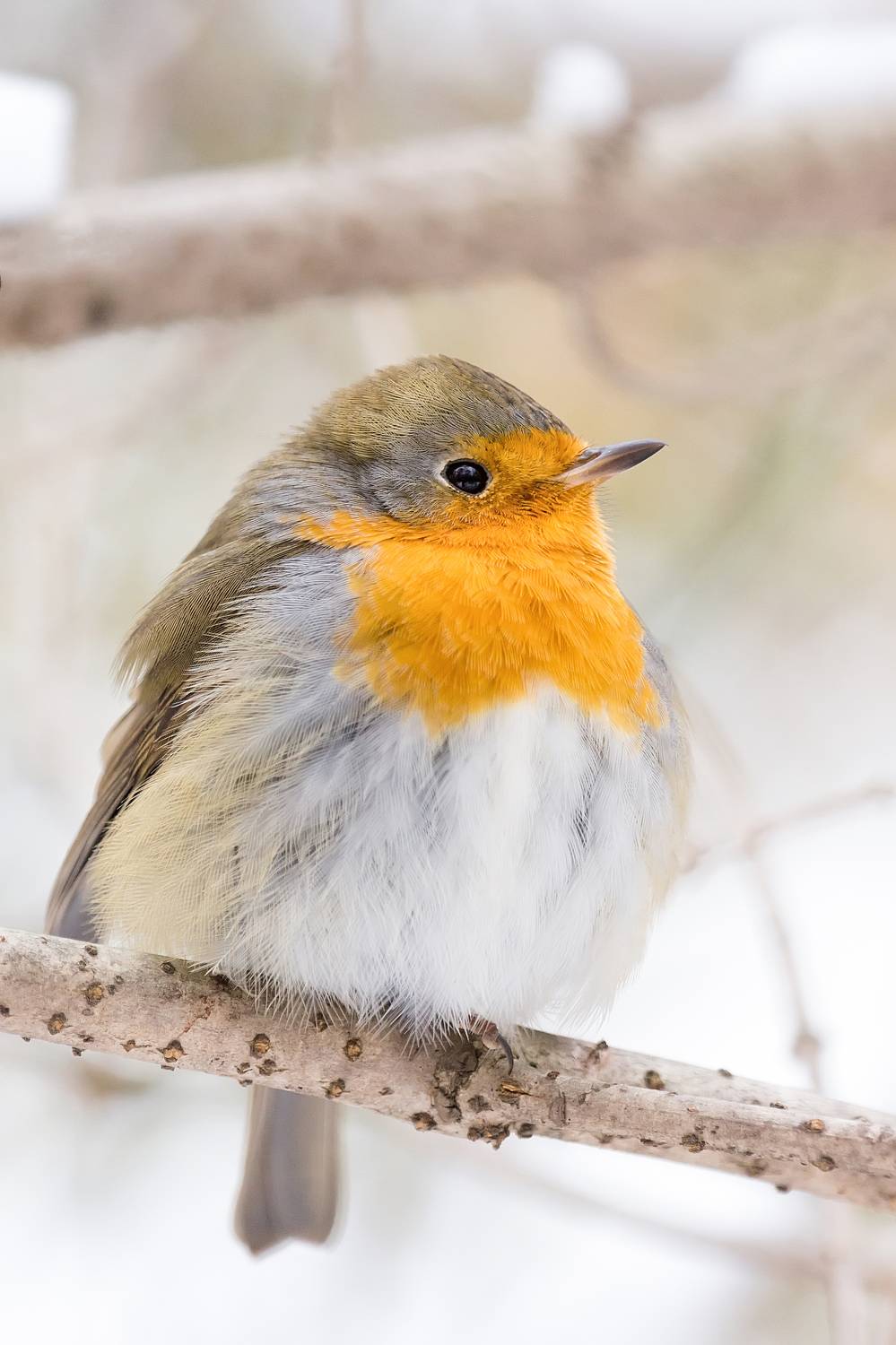 , Корнеев Алексей