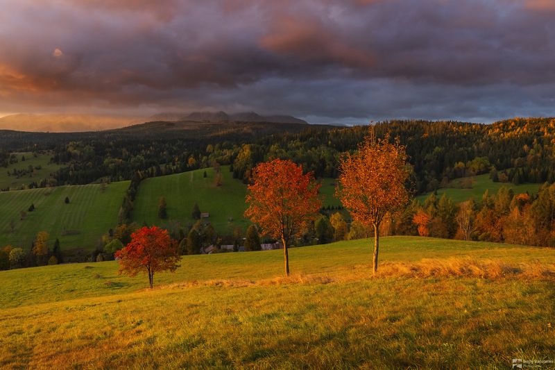 3 Treesphoto preview