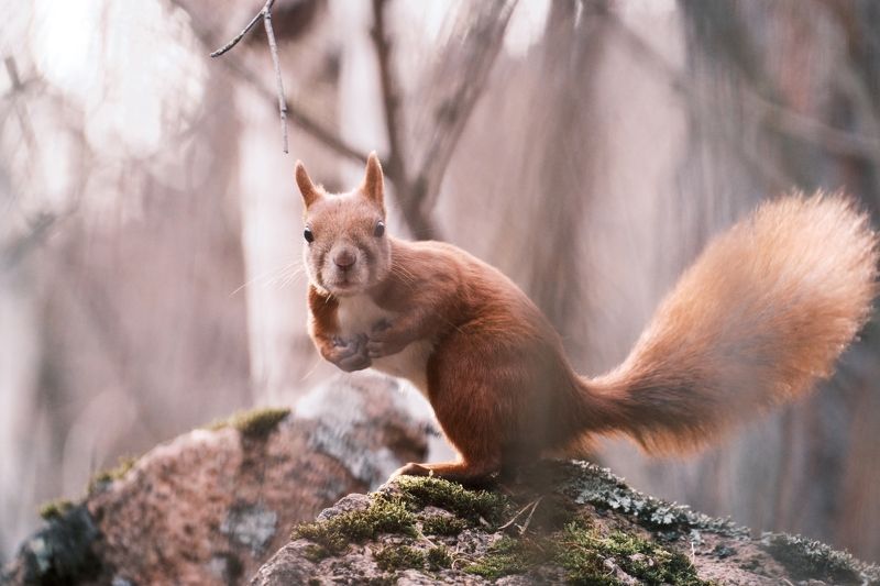 белка, красноярские столбы Орехи есть? А если найду?photo preview