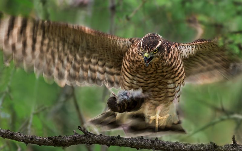 птица, ястреб перепелятник, охота, Охота..photo preview