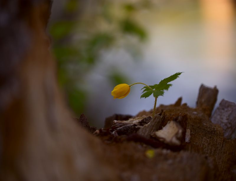 цветы, лето, природа Yellow фото превью