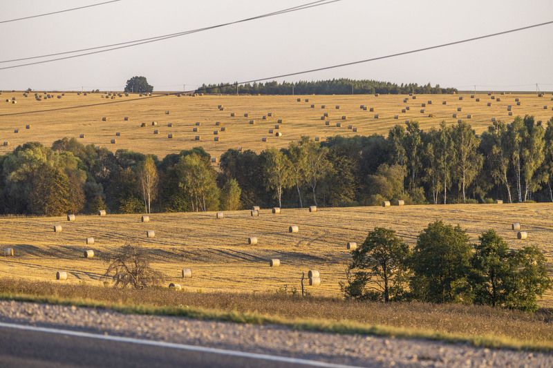 сено, поля, сорока, лэп Под томным Солнцем.photo preview