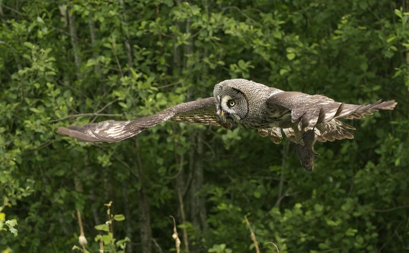 С добычей :)photo preview