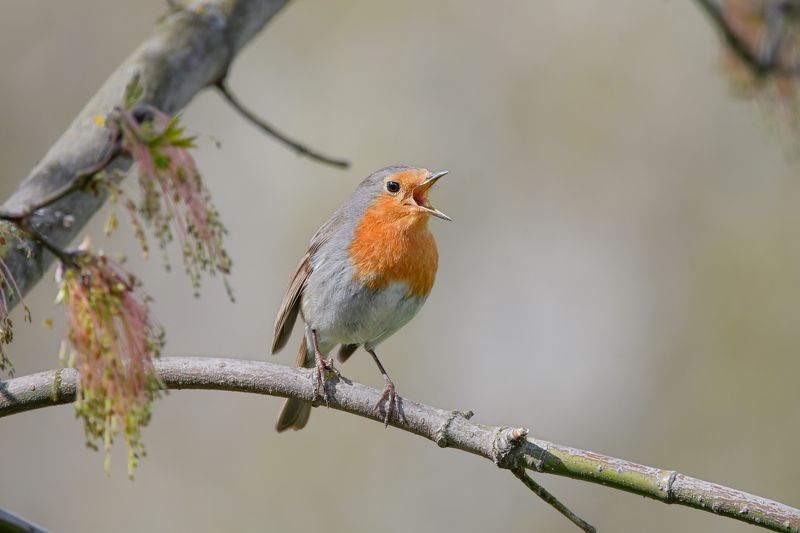 птицы Певецphoto preview