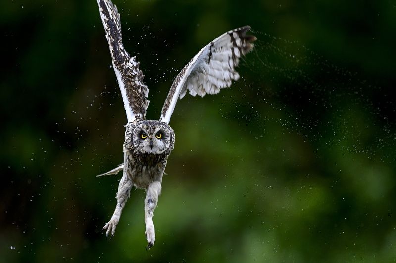 Взлёт после дождяphoto preview