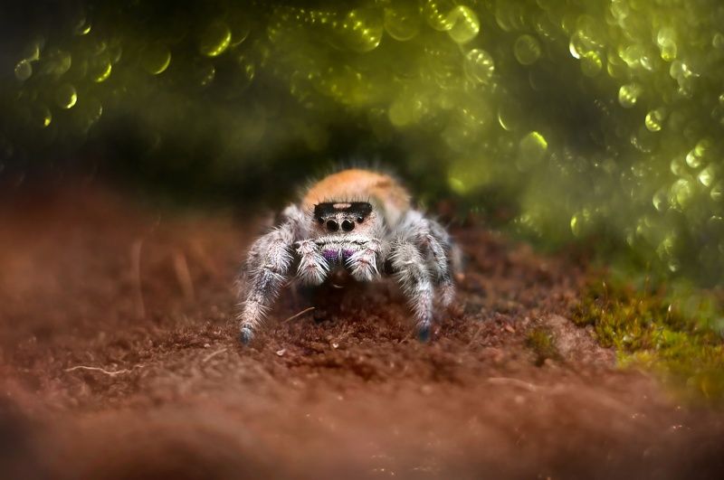 паук, макро, боке Паучокphoto preview