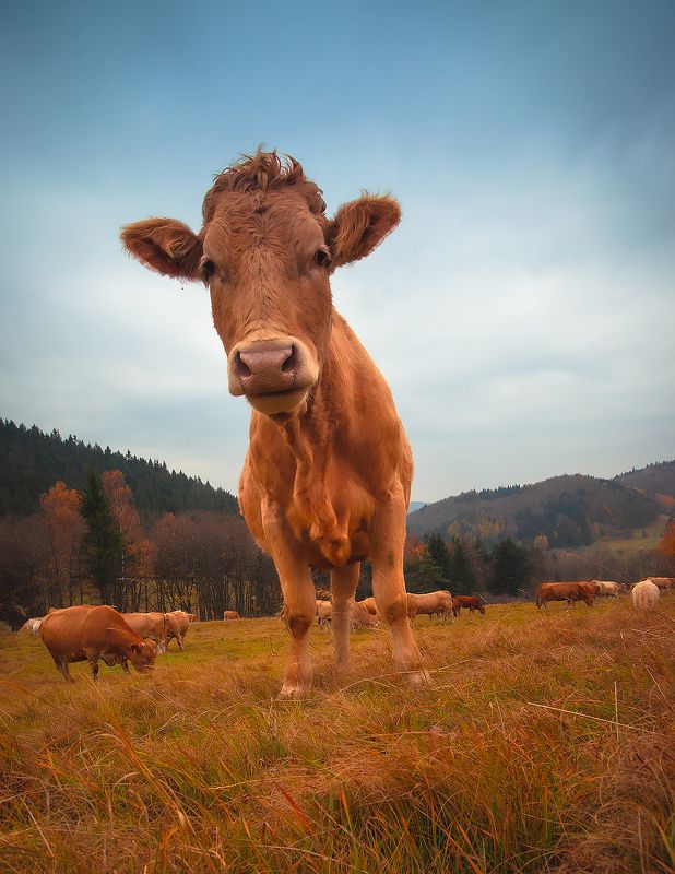 На пастбищеphoto preview