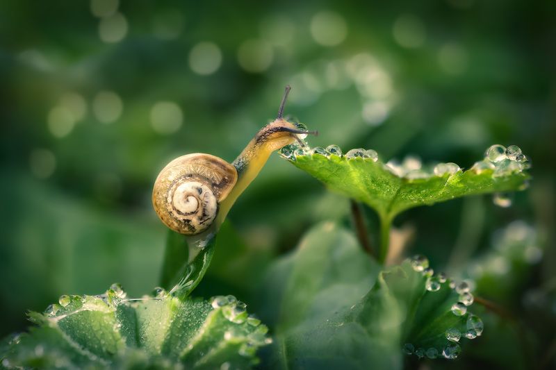 Хозяйка бриллиантовphoto preview