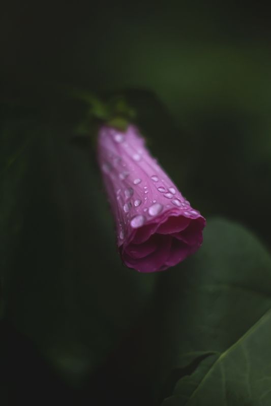 Лаватераphoto preview