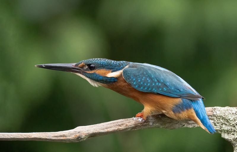 kingfisher, birds, nature, wildlife, canon Kingfisherphoto preview