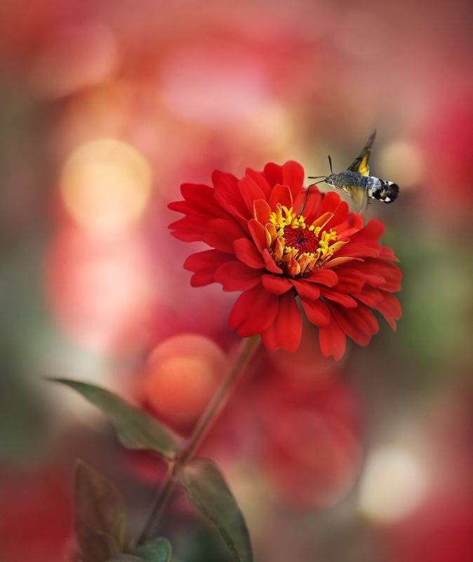 *** фото превью