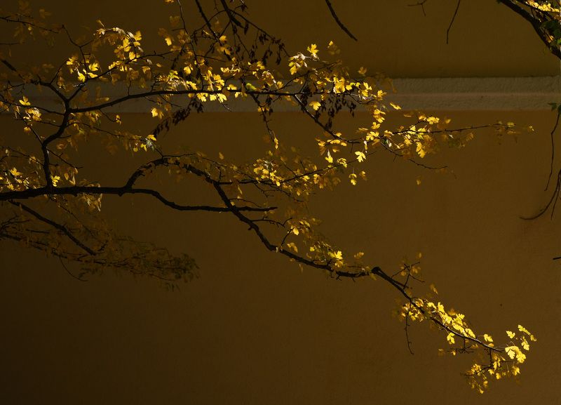 Желтое на желтомphoto preview