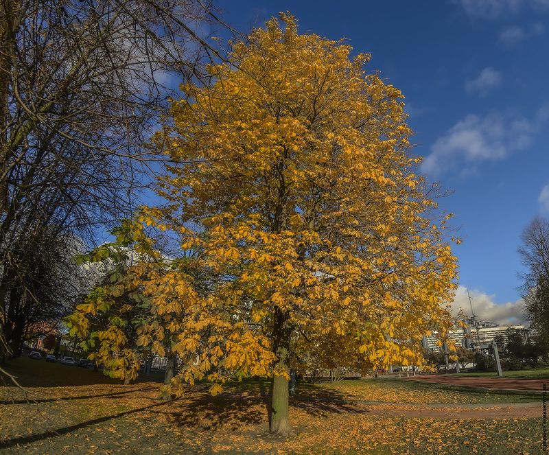 #Осень #золото #пейзаж #тени Фрагмент осени photo preview