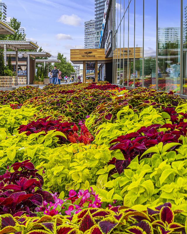 клумба, цветы Московские клумбыphoto preview