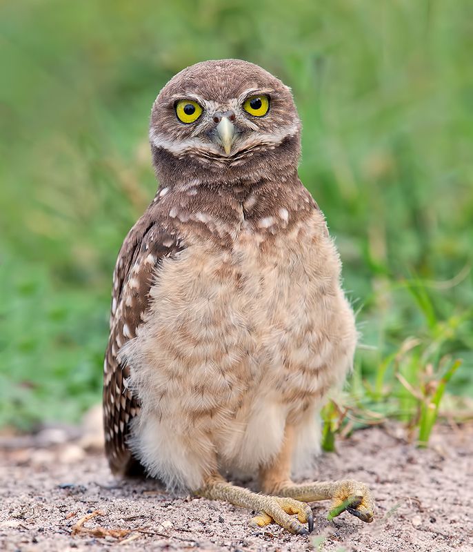owl, burrowing owl,сыч, флорида,florida, хищные птицы Young Owlet -Молодой сычphoto preview