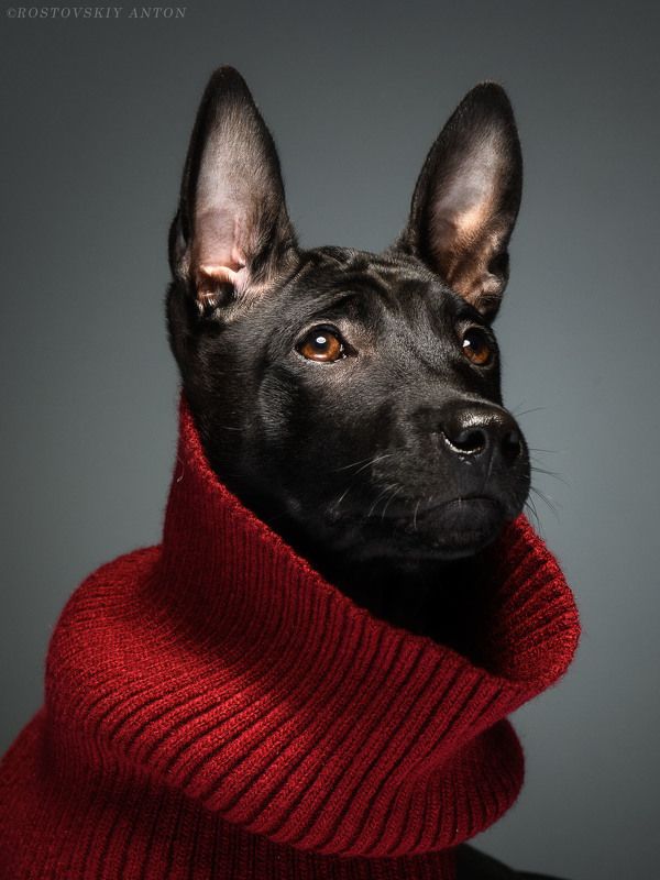 портрет, собака, студия Портретная фотосъёмка | портрет собакиphoto preview