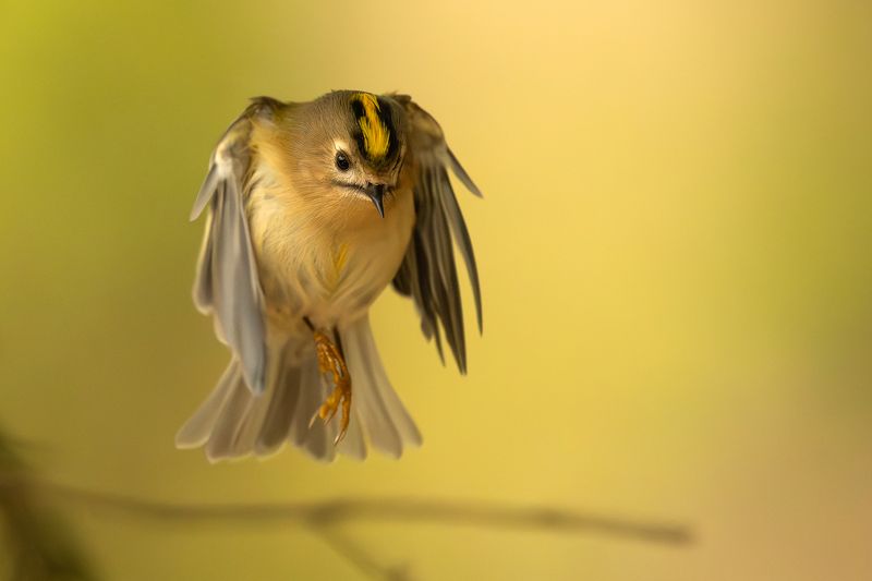 Королёк.photo preview