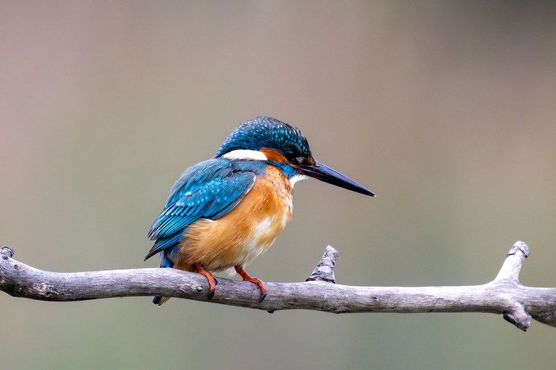 Зимородок Kingfisher фото превью