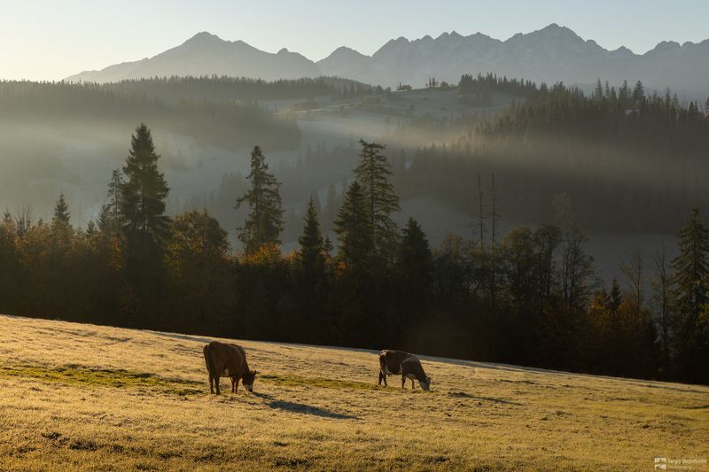 Morning Grazingphoto preview