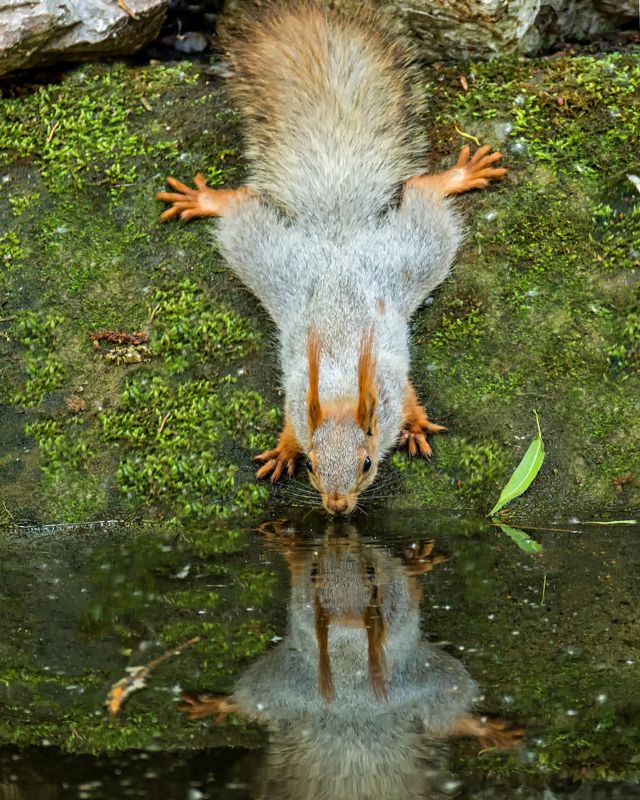 белка, водопой, водопой..photo preview