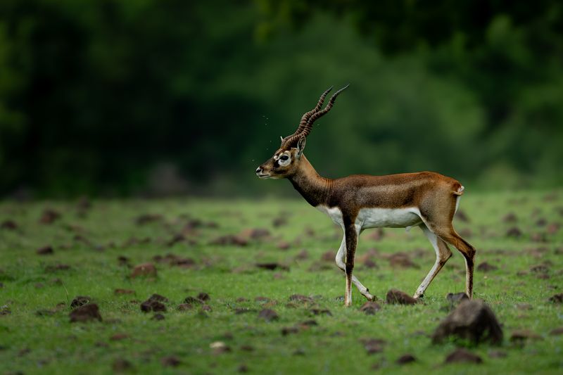 Horns of Gloryphoto preview