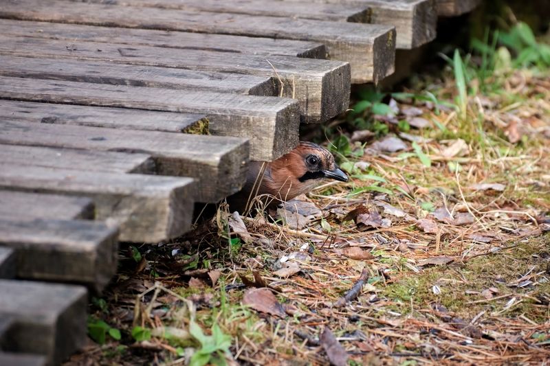 сойка, птицы, красноярские столбы Пара минут из жизни сойкиphoto preview