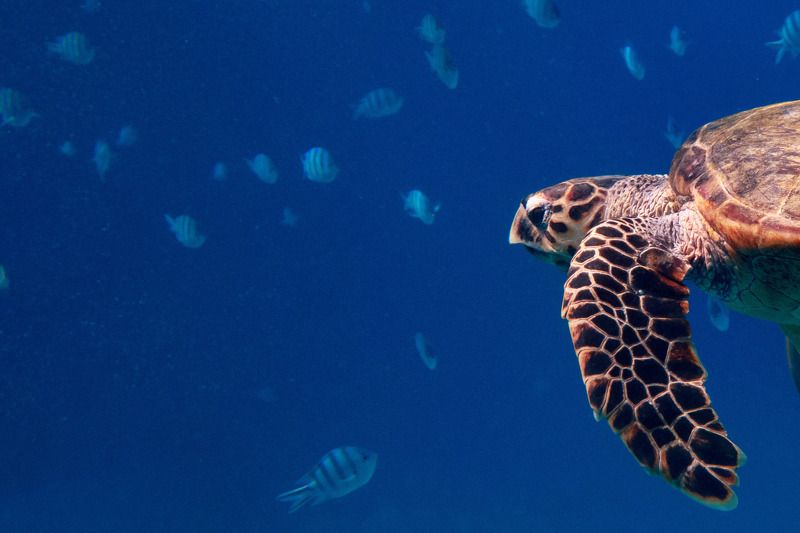 красное море, бисса, черепаха Бисса фото превью