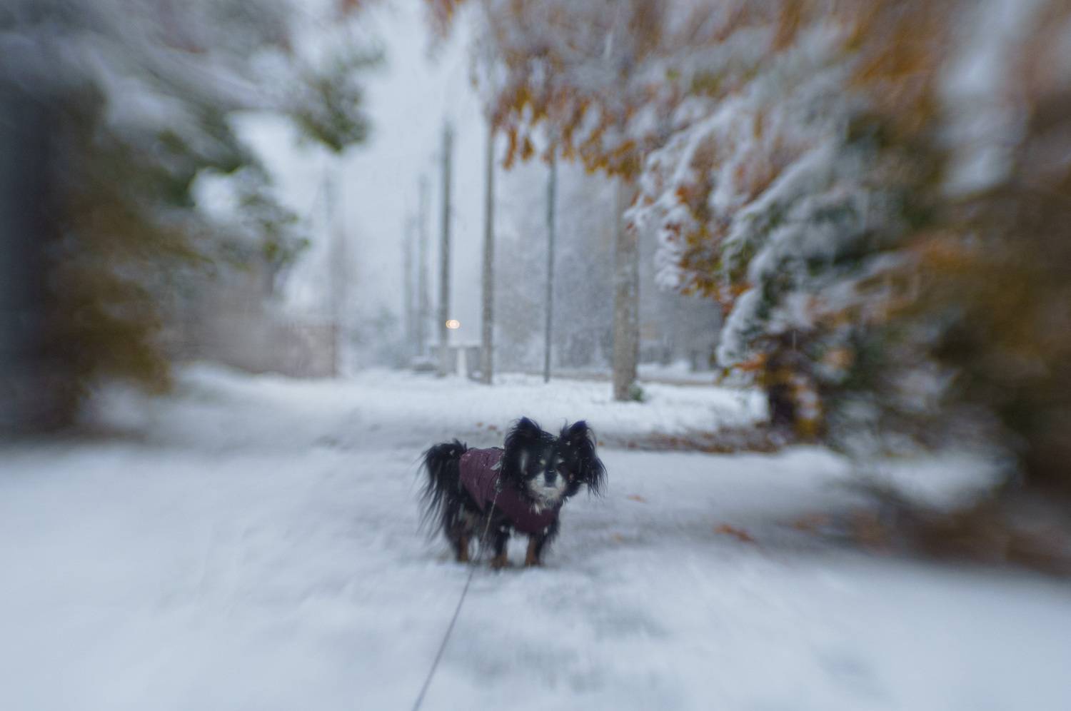 Утренний снегопад. Автор: Лофицкая Лариса , Лофицкая Лариса