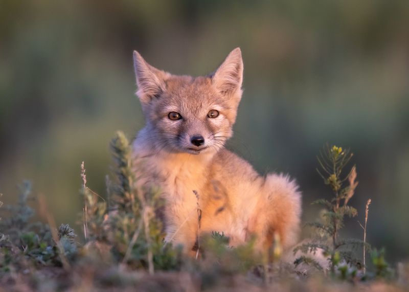 Юный корсак. photo preview