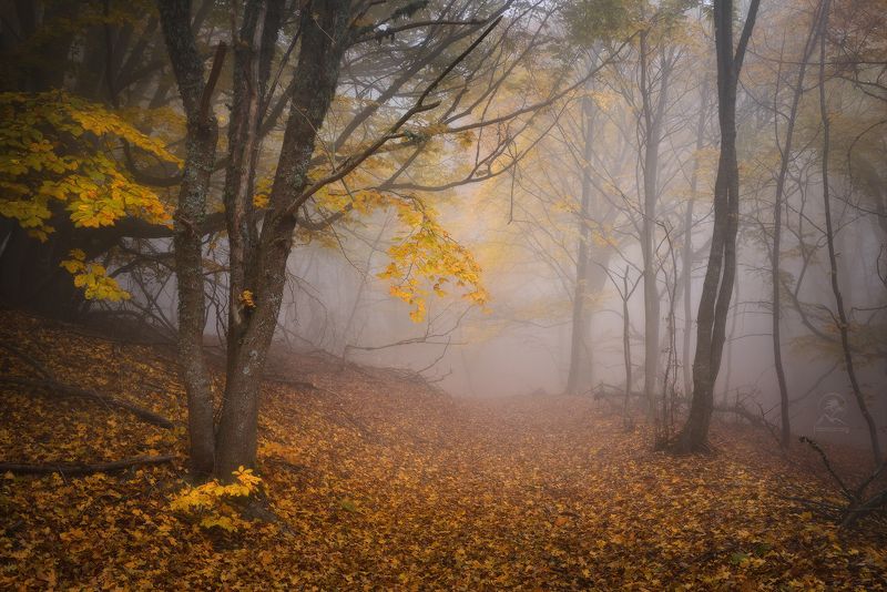 крым, демерджи, фототур в крым, осенний лес ЛЕСНЫЕ ТРОПИНКИphoto preview