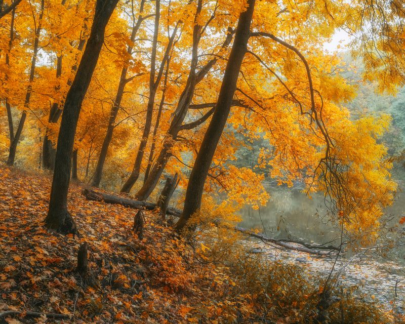 Золотая осень, клены, осень, пейзаж, Тульская область, природа Золотые клены на Барском пруду фото превью