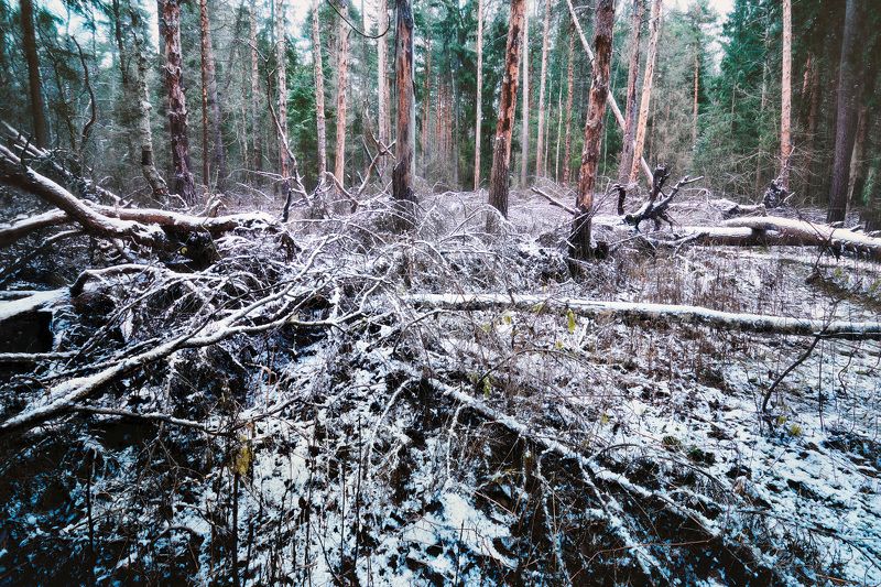 лес, снег, деревья В заснеженном лесу фото превью