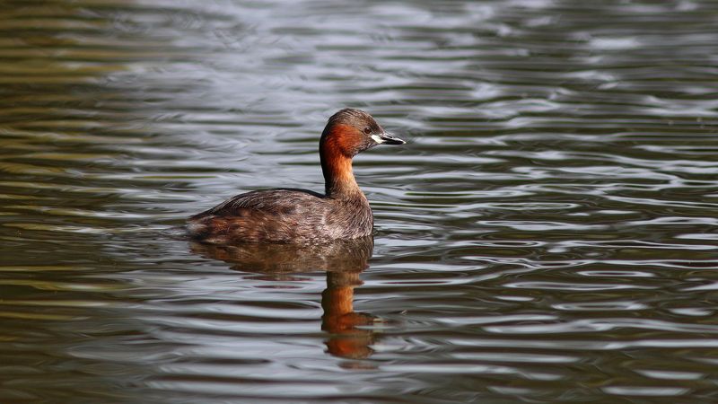 малая поганка, tachybaptus ruficollis, little grebe Малая поганкаphoto preview