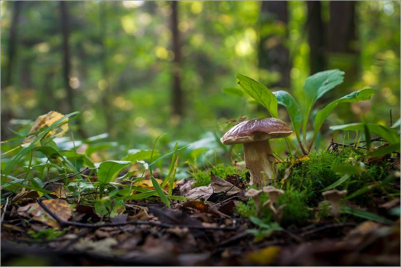 грибы,природа В лесуphoto preview