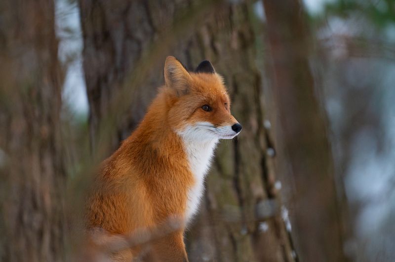 лиса, дубна, животные, природа, красота Лисаphoto preview