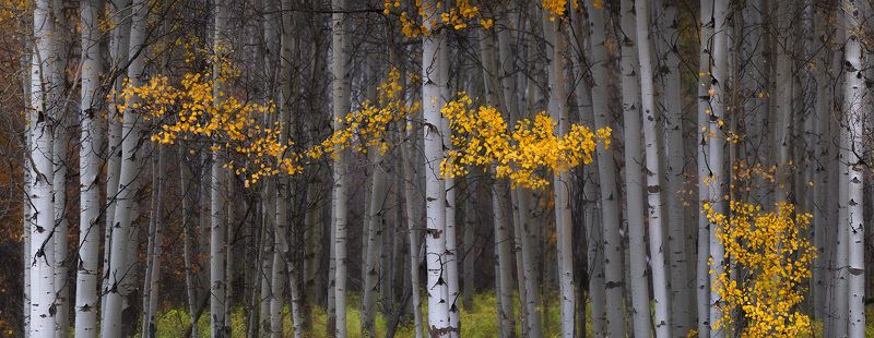 aspens, trees, fall, yellow leaves, Whispering Aspensphoto preview
