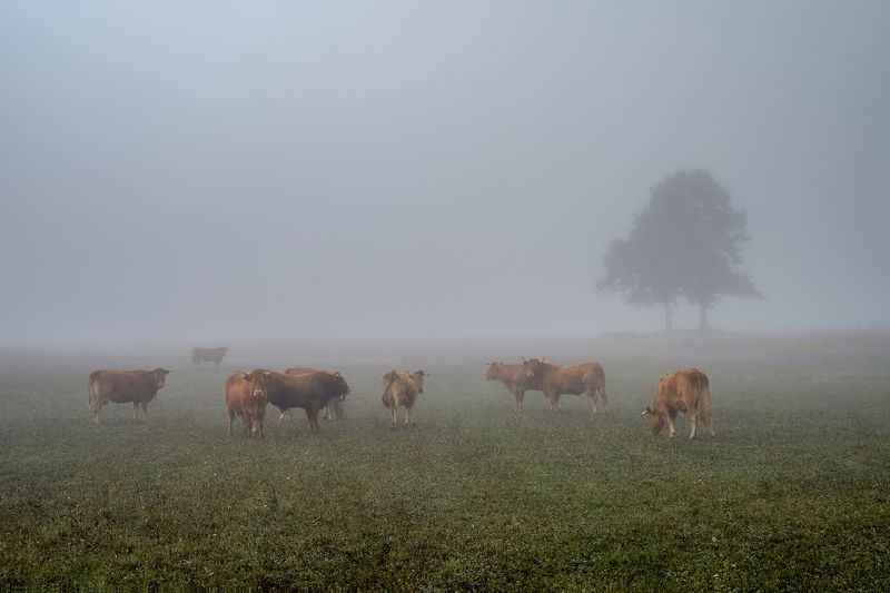 tree,mist,morning,cows,field In the fieldsphoto preview